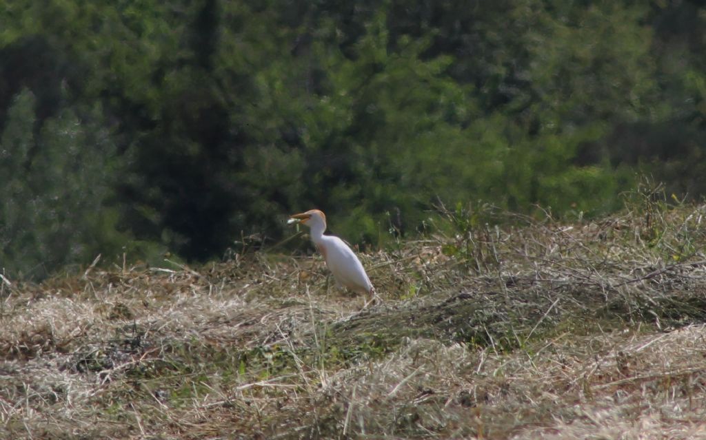 Bubulcus ibis solitario